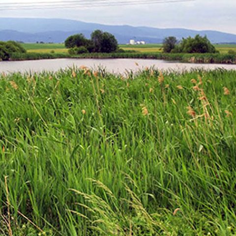 Ivančinské močiare – fotka 2